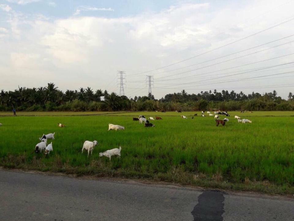Orchard Villa Melaka エクステリア 写真